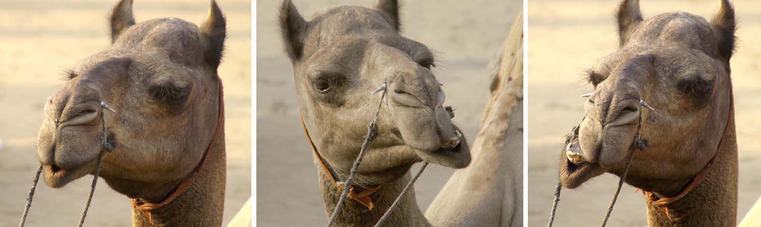 Camel.jpg (63299 bytes)